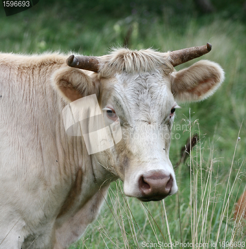 Image of Danish cows 