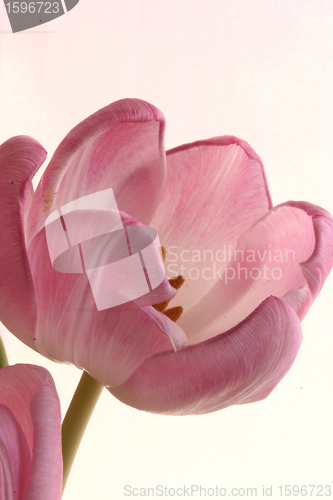 Image of the pink tulips