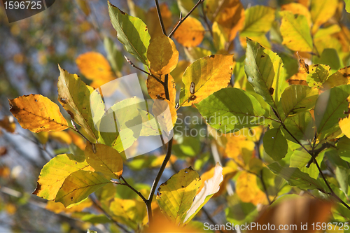 Image of autumn leaves