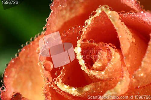 Image of flowers