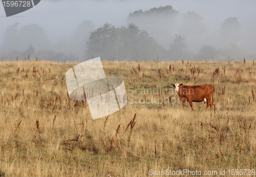 Image of Danish cows in the fog