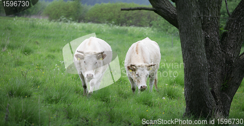 Image of danish cows 