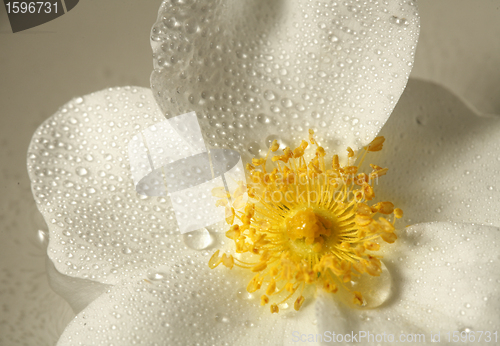 Image of yellow flower closeup