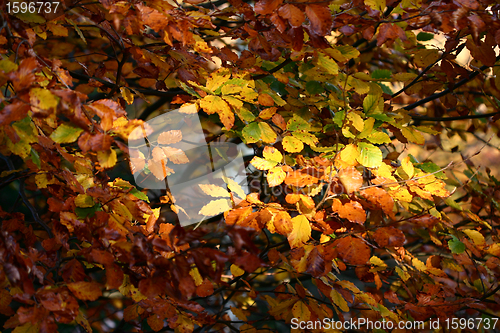 Image of autumn leaves