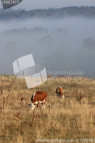 Image of Danish cows in the fog