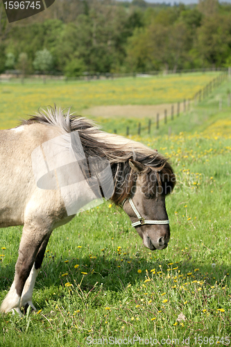 Image of danish horses