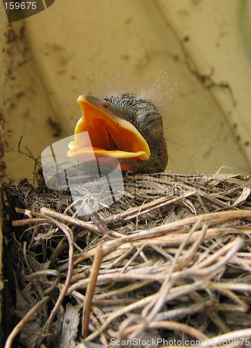 Image of birds nest