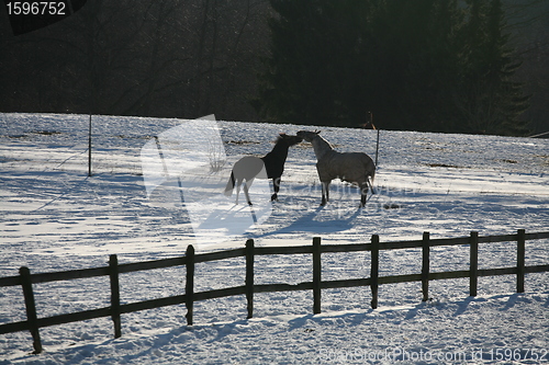 Image of two horses