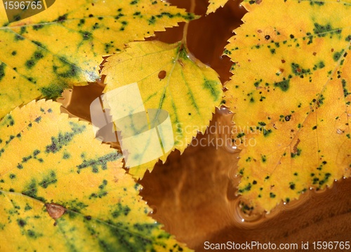 Image of  leaves