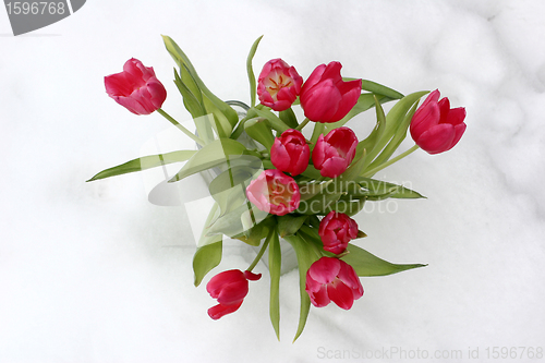 Image of tulips on snow