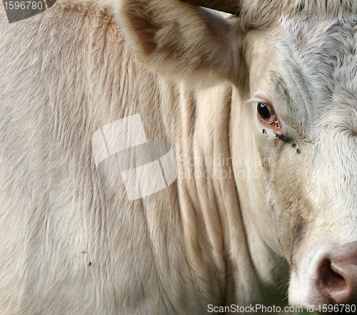 Image of Danish cows 