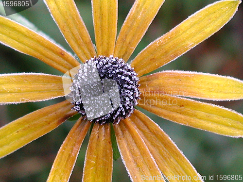 Image of flower closeup