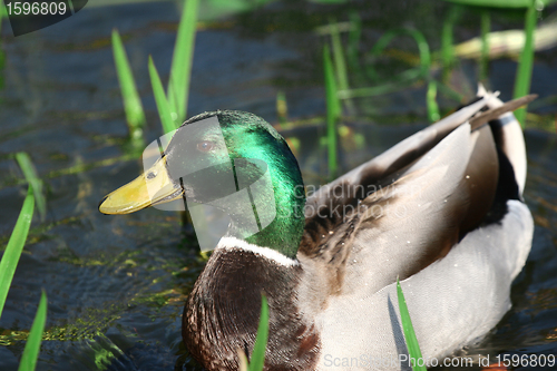 Image of duck
