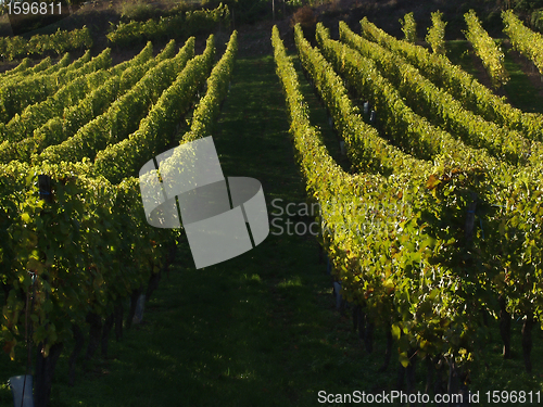 Image of alsacian vineyards