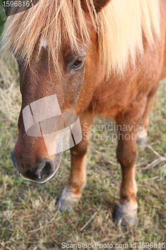 Image of danish horses