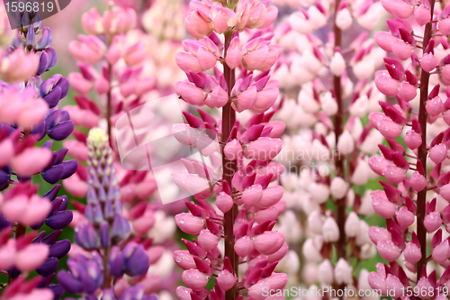 Image of lupin flower closeup