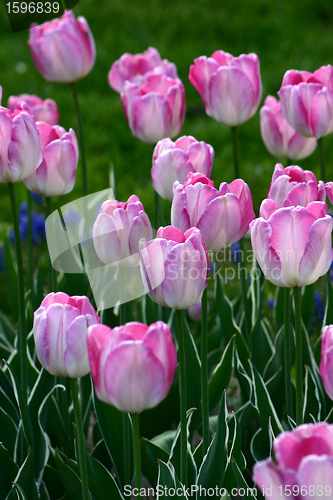 Image of tulip
