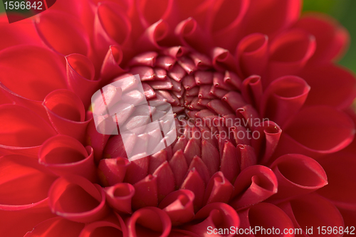 Image of flowers