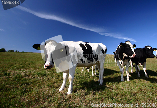 Image of danish cows 