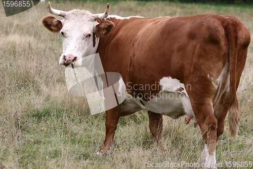 Image of Danish cows 