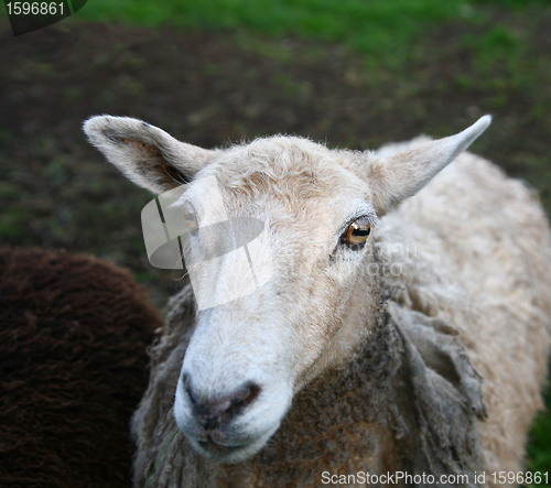 Image of sheep