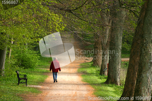 Image of trees in a park