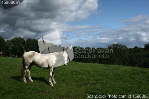 Image of Horse