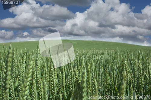 Image of corn fleld
