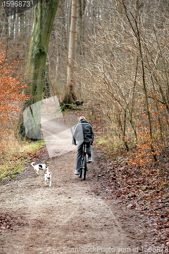 Image of forest