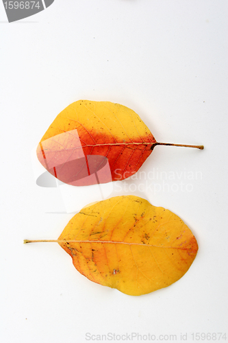 Image of autumn leaves