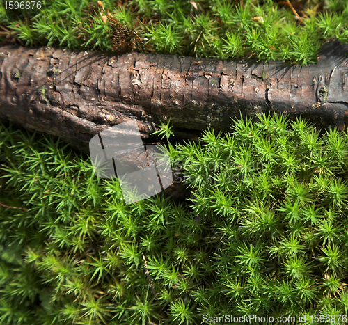 Image of  leaves