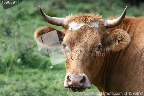 Image of Danish cows 