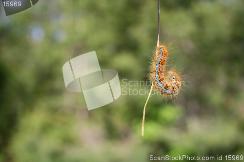 Image of Caterpillar