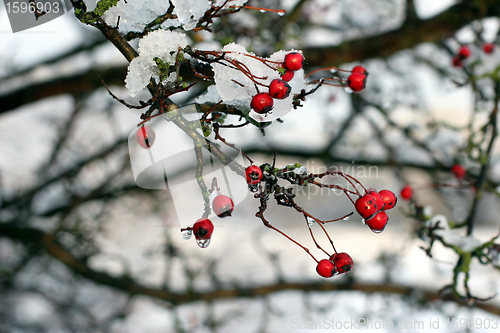 Image of red fruits