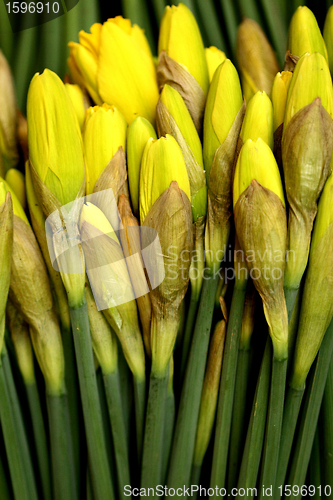 Image of flowers