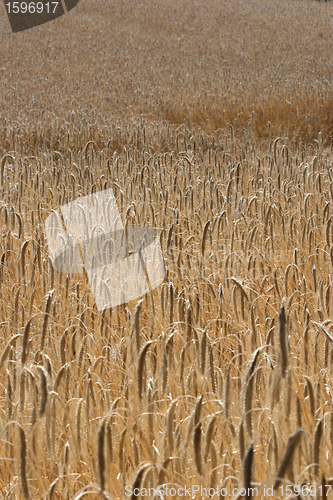 Image of corn filed