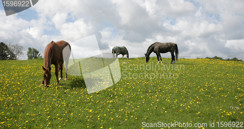 Image of danish horses