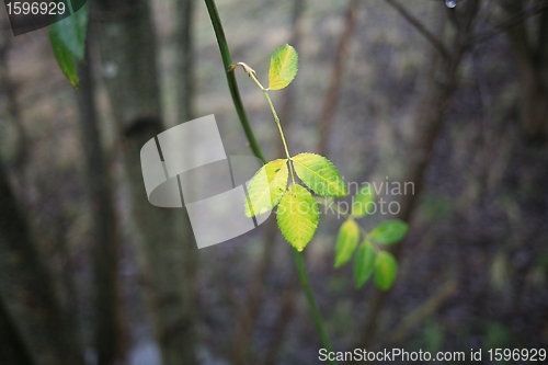 Image of  leaves