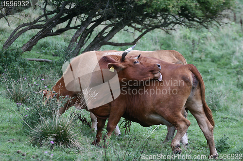 Image of Danish cows 