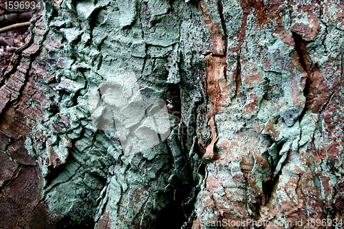 Image of forest