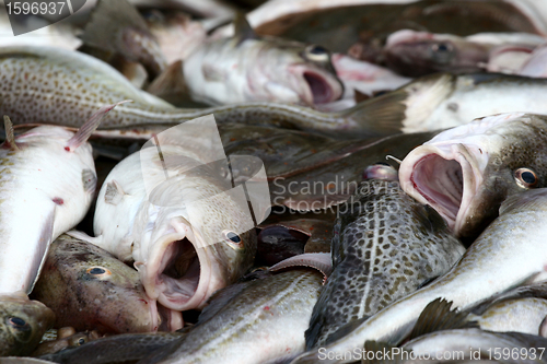 Image of fish
