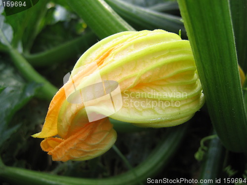 Image of Squash flower bud