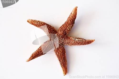 Image of starfish