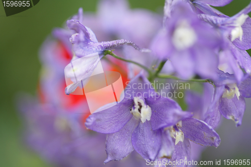 Image of flower closeup