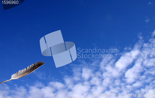 Image of feather
