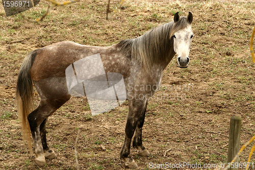 Image of danish horses