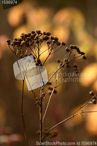 Image of autumn leaves