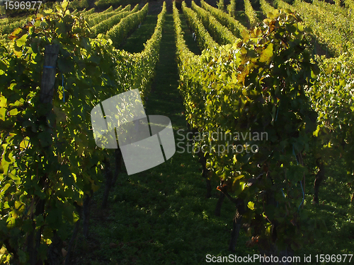Image of alsacian vineyards