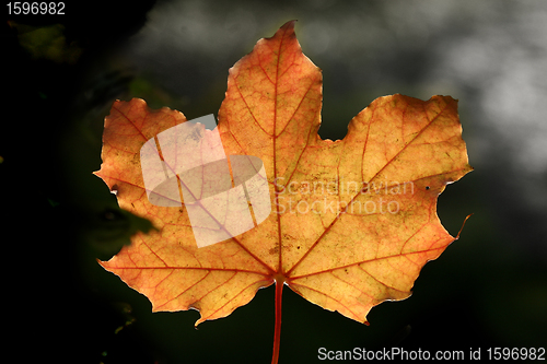 Image of autumn leaves