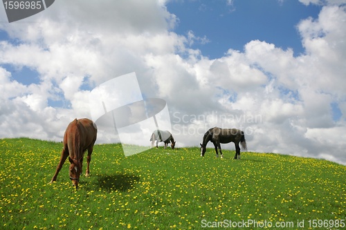 Image of danish horses